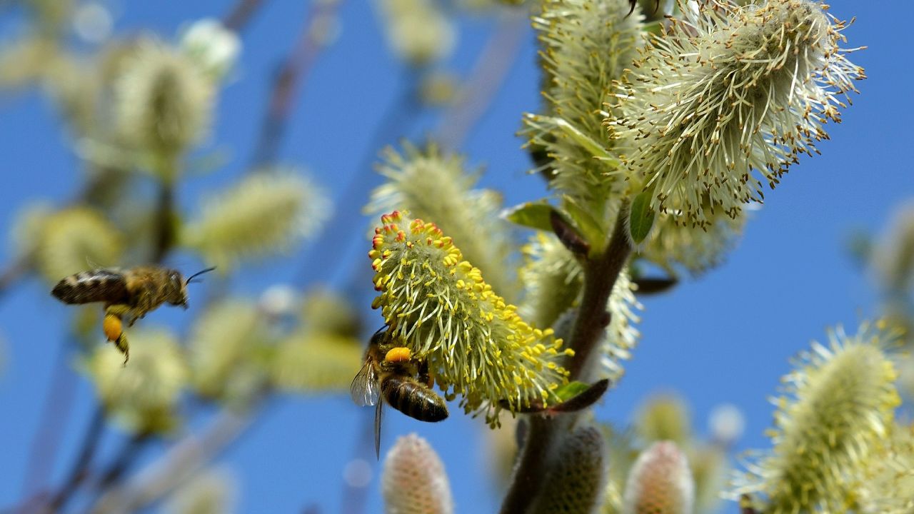 Pussy willow