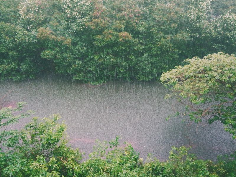 Heavy rain falling on trees and a river