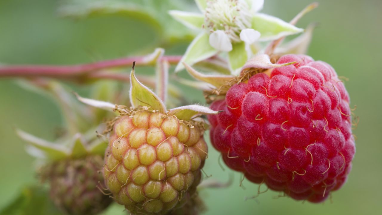Raspberry