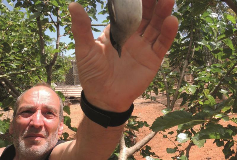 Reaching for a trapped bird