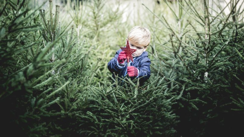 Young boy with blond hair putting a red star on a real Christmas tree at a pine tree farm