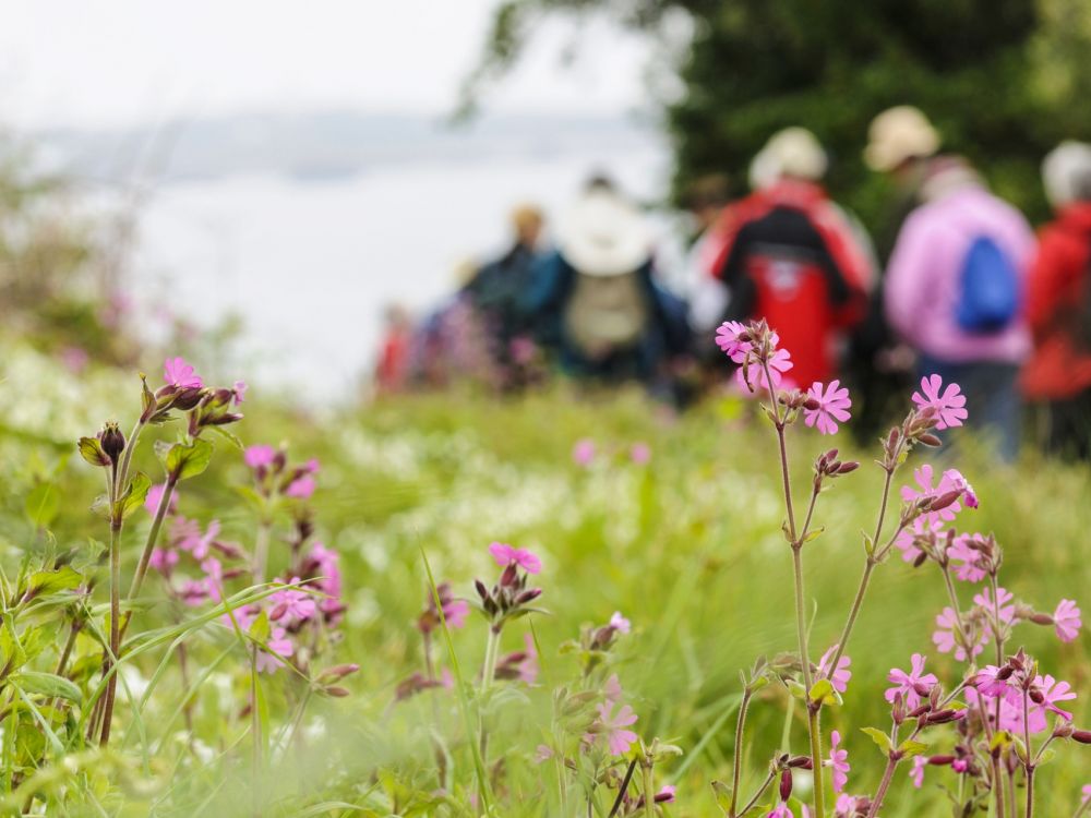 Red campion and background walkers