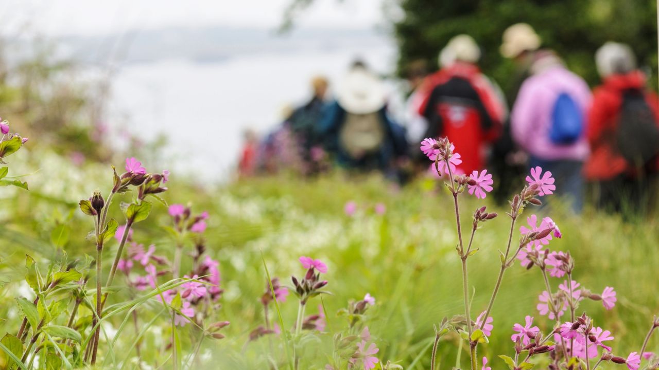 Red campion and background walkers