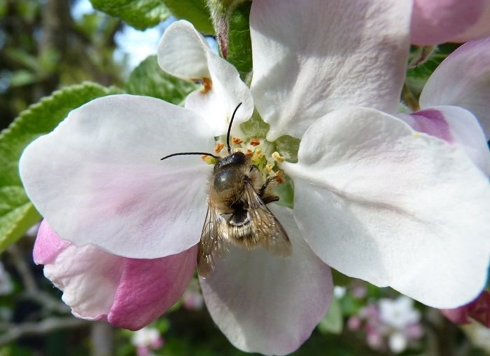 Red mason bee on apple blossom