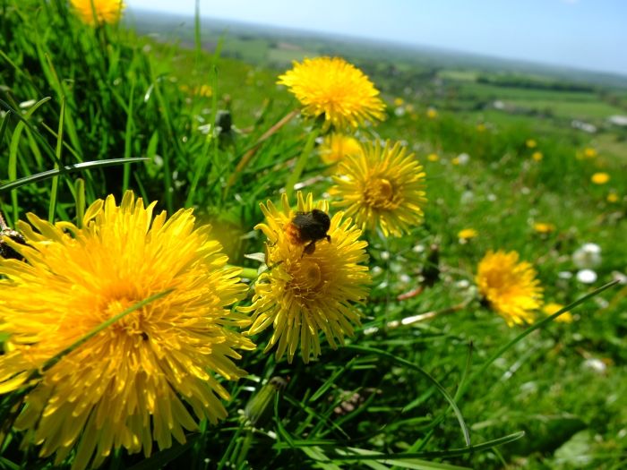 Bees on dandelions