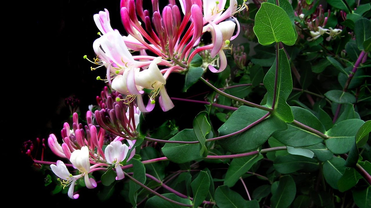 Honeysuckle