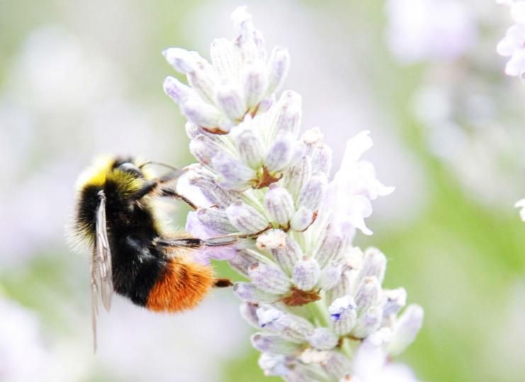 Red-tailed bumblebee
