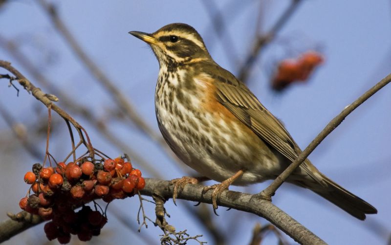 Redwing on branch with red berries