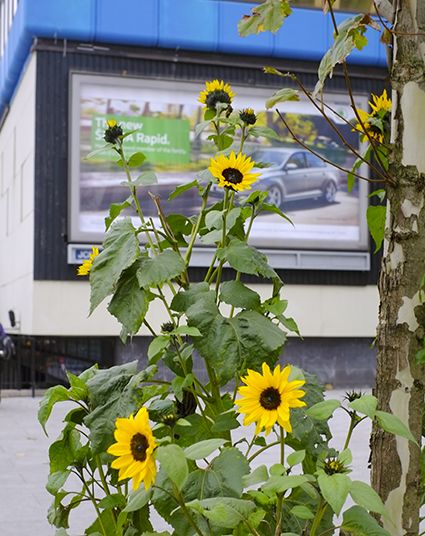 Sunflowers growing on a pavement