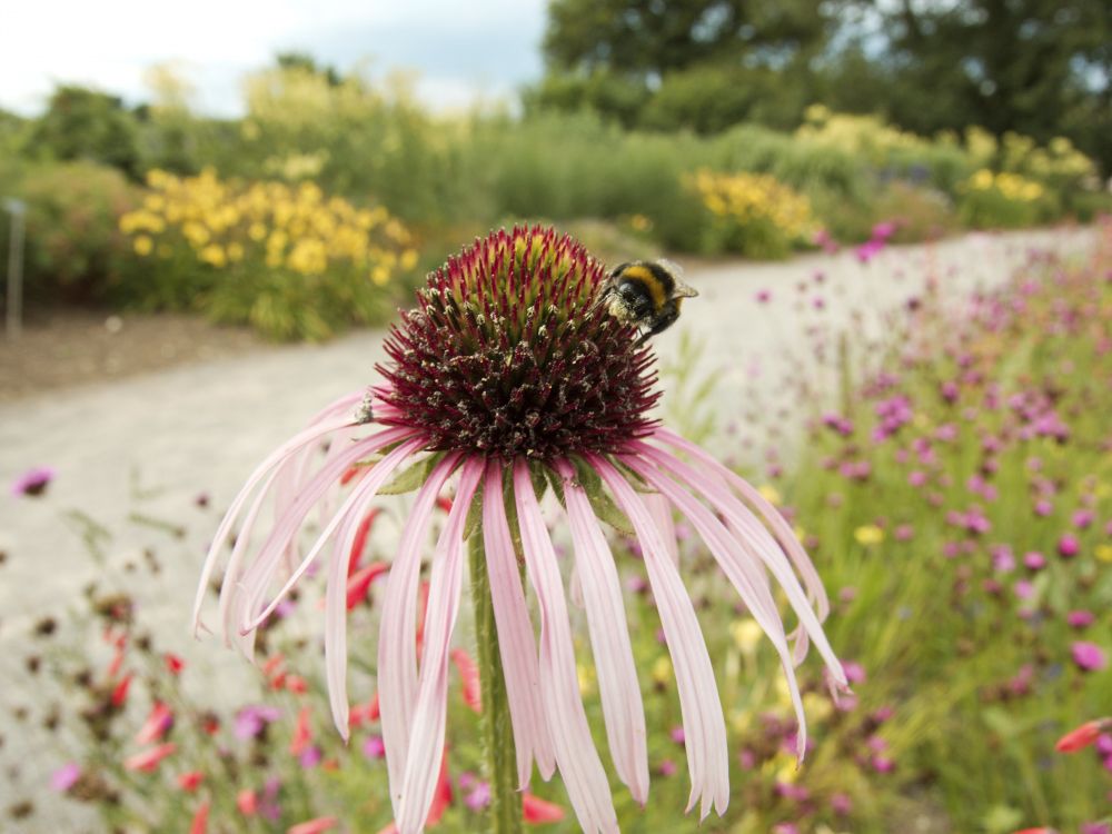 Road verge with bumblebee on red flower