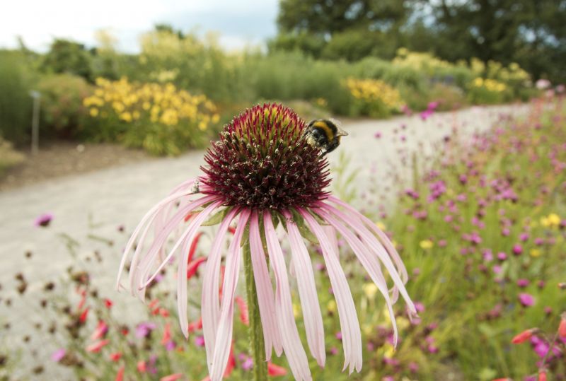 Road verge with bumblebee on red flower