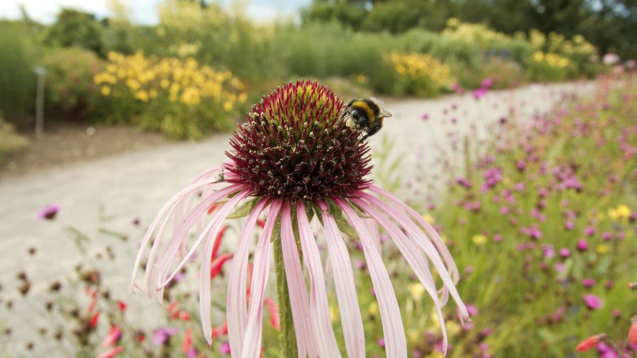 Road verge with bumblebee on red flower