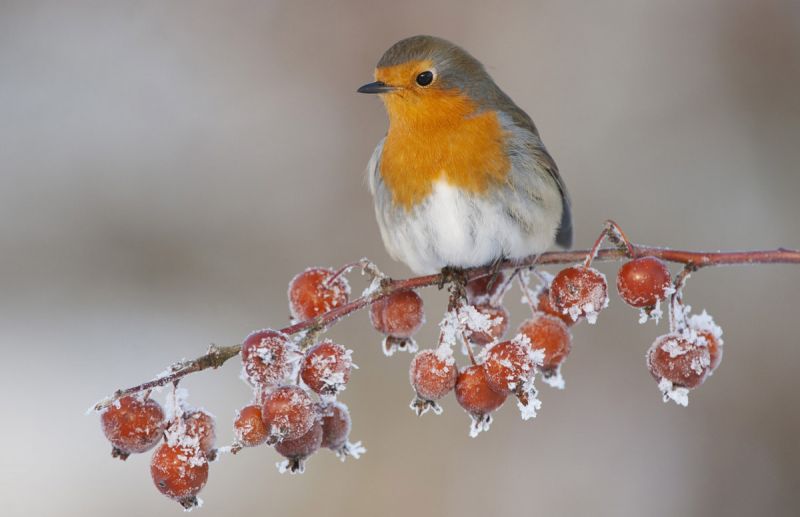 Robin on frosty crabapple tree, winter, Scotland