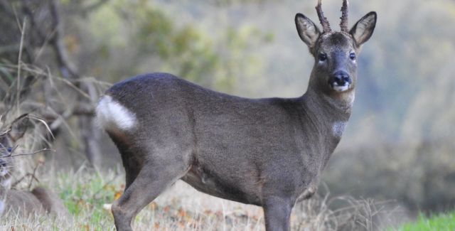 Roe buck, facing the camera, captured in Skerningham Woodland