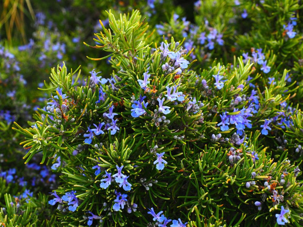 A rosemary plant with blue-purple flowers
