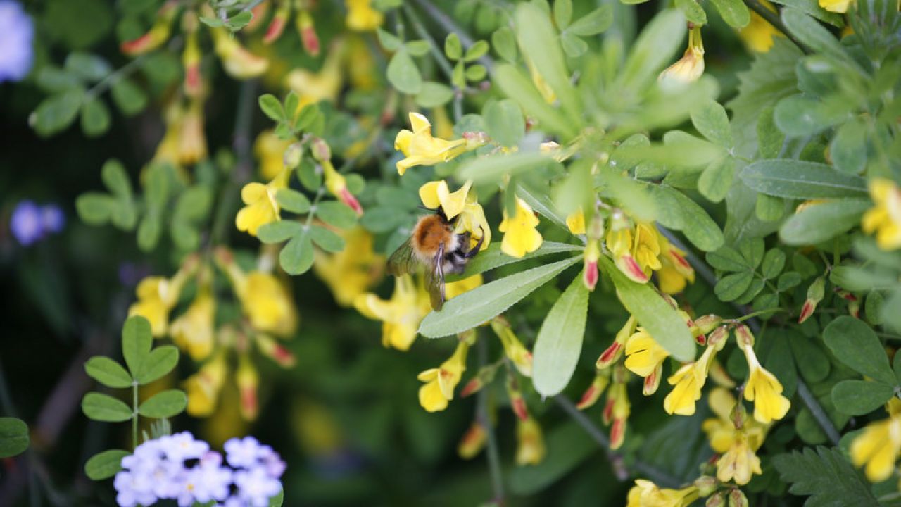photo of bee feeding on plant