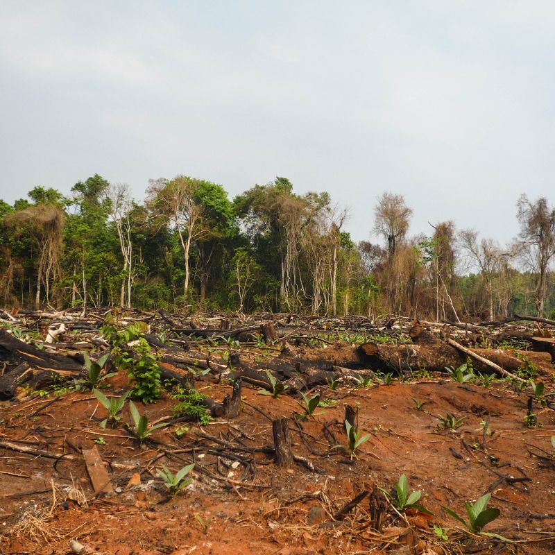Forest clearance in Paraguay