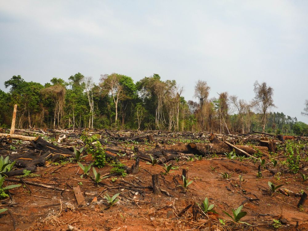 Forest clearance in Paraguay