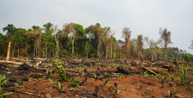 Forest clearance in Paraguay
