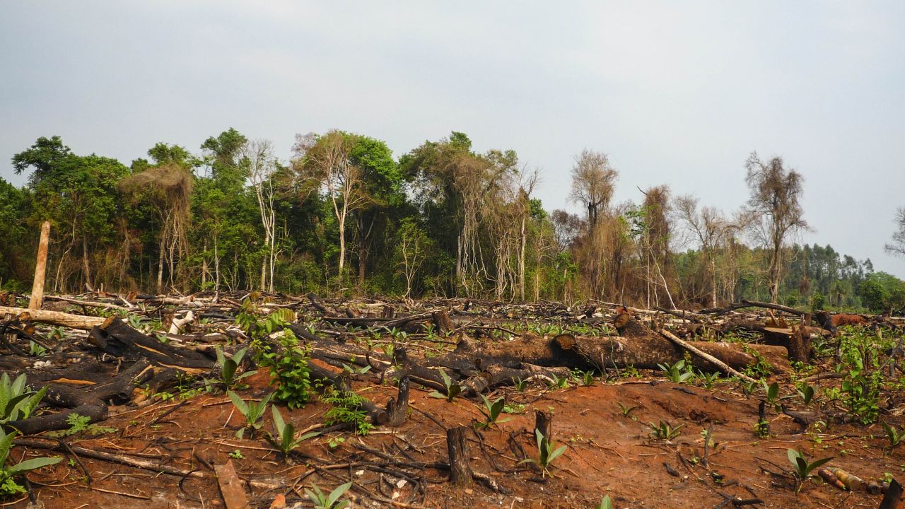 Forest clearance in Paraguay