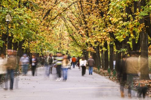 photo of pedestrians and tree-lined path