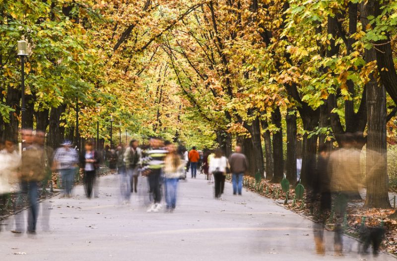 photo of pedestrians and tree-lined path