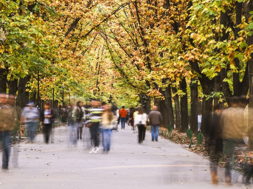 photo of pedestrians and tree-lined path