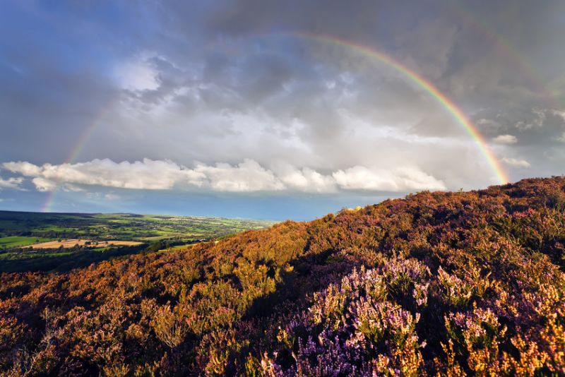 Moorland, Yorkshire, UK. Heather in foreground, fields behind, clouds and rainbow above.