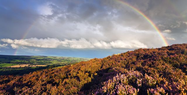 Moorland, Yorkshire, UK. Heather in foreground, fields behind, clouds and rainbow above.