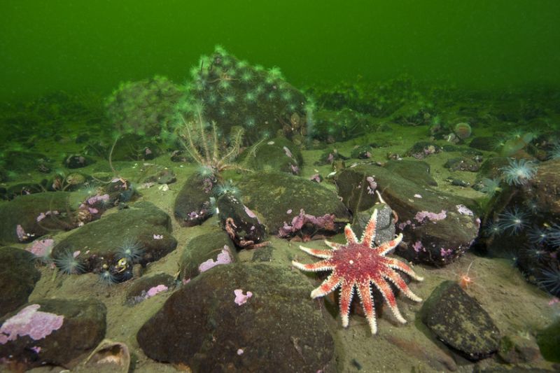 Reefbed in a Scottish sea loch, with sunstar, brittlestars and anemones in a green sea.
