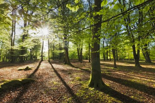 Forest and sunlight