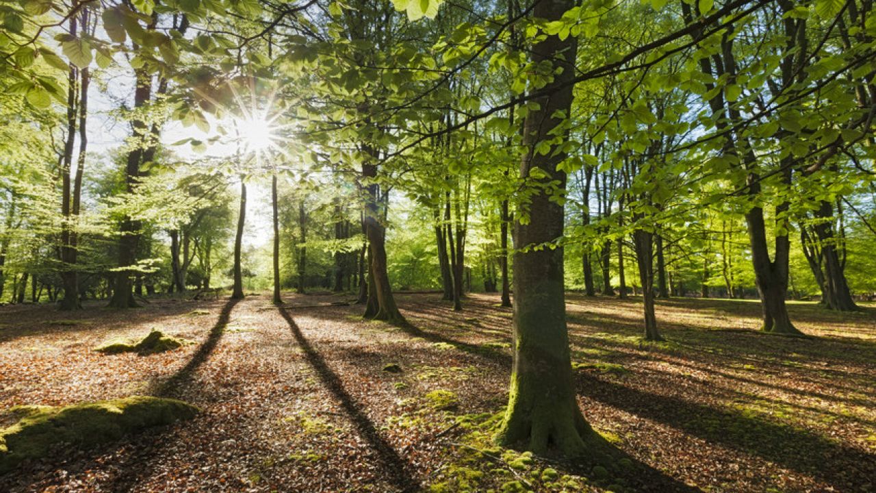 Forest and sunlight