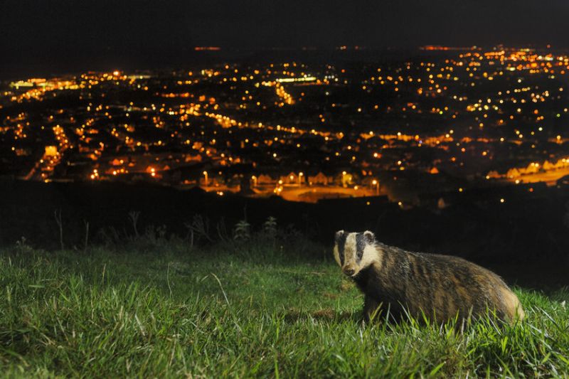 photo of badger with city in background
