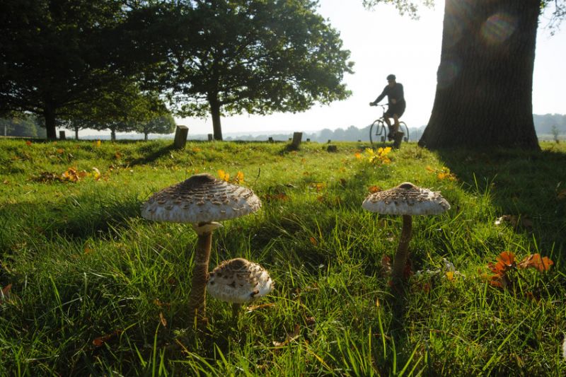 photo of cyclist in woodland