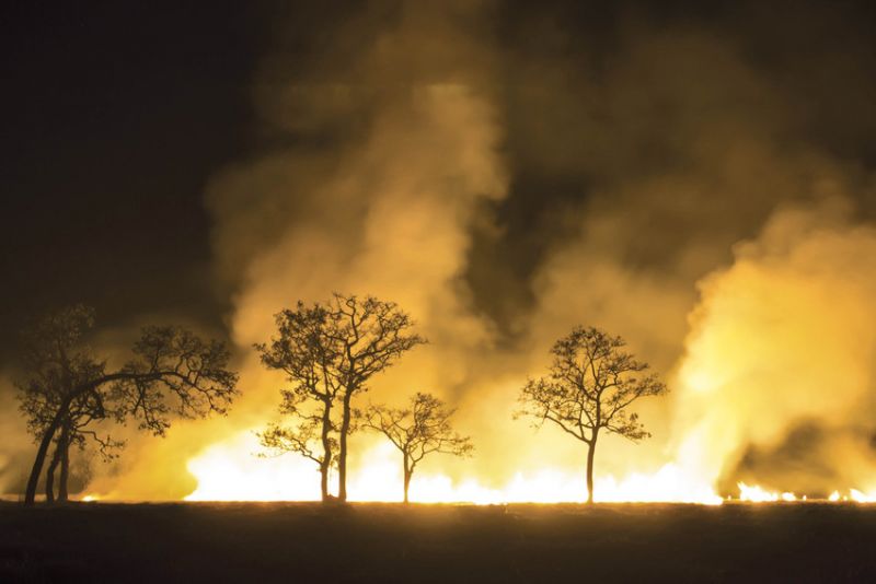 forest fire at night with few trees