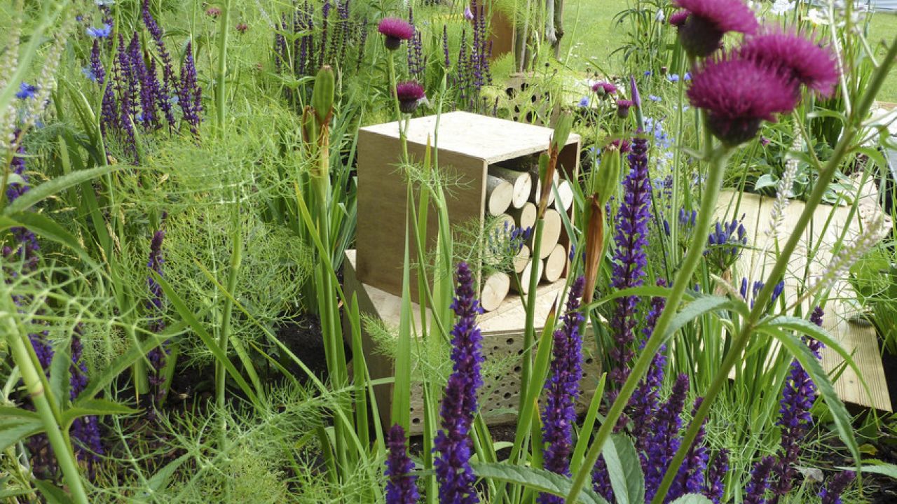 A bee-friendly garden full of greenery, purple flowers and bee hotels made from logs.