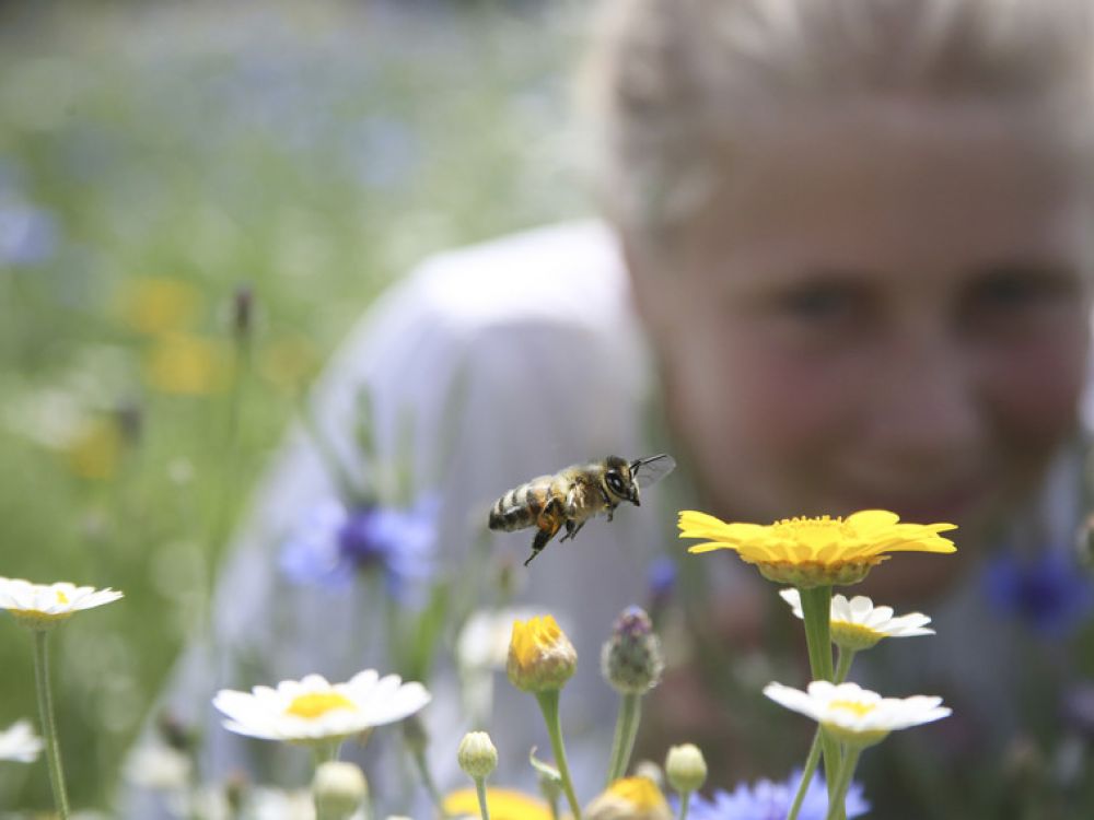photo of child looking at bee landing on flower