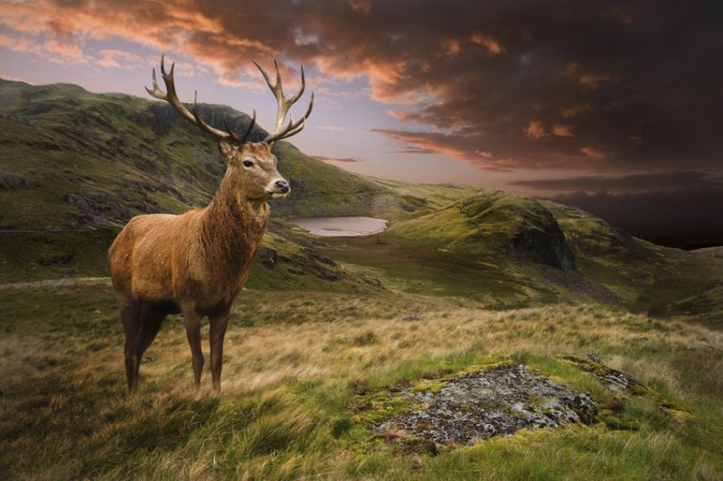 Red deer stag, on the hills of Snowdonia National Park, UK, under an angry sky.