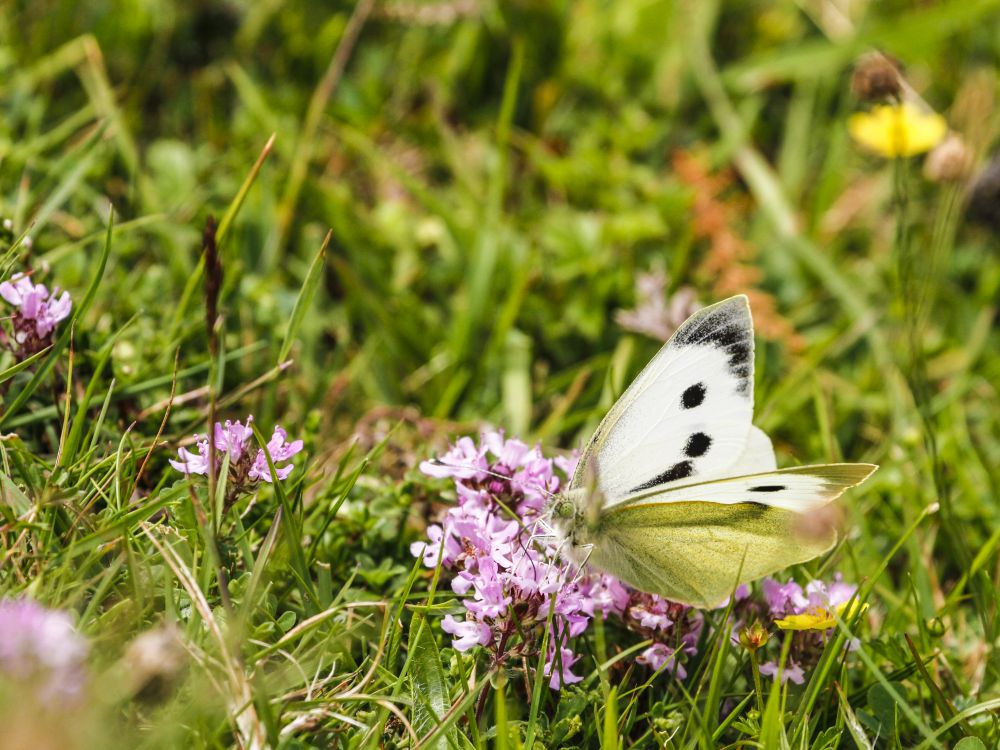 Cabbage White butterfly on pink flower in long grass.