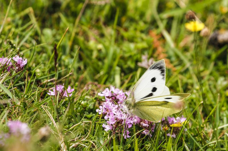 Cabbage White butterfly on pink flower in long grass.