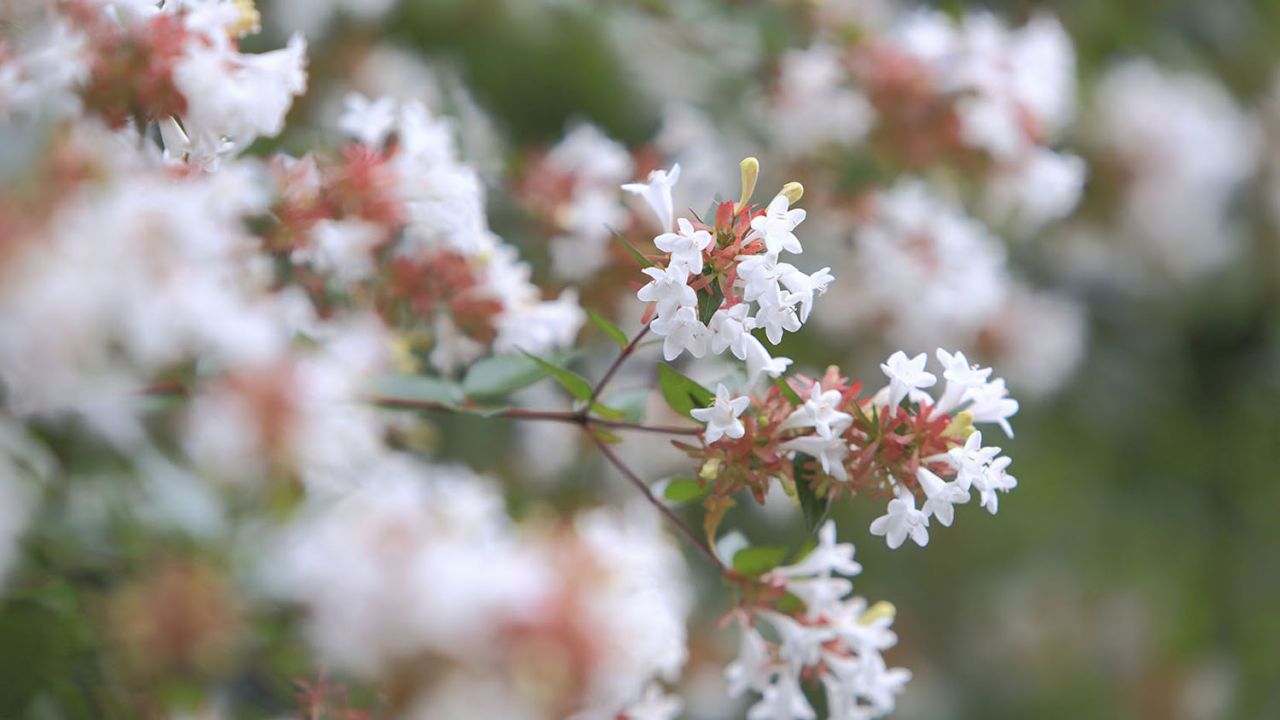 Abelia 