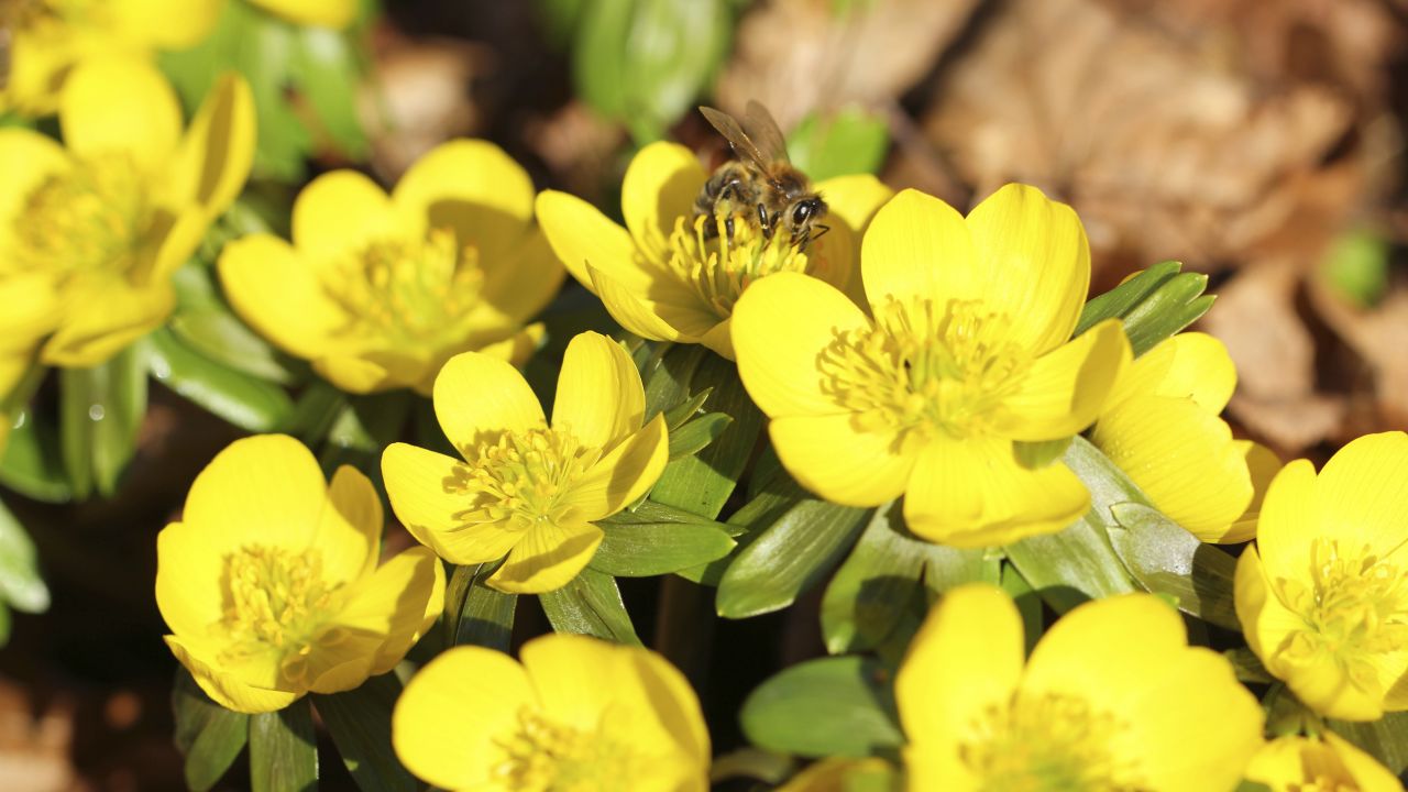 Winter aconite