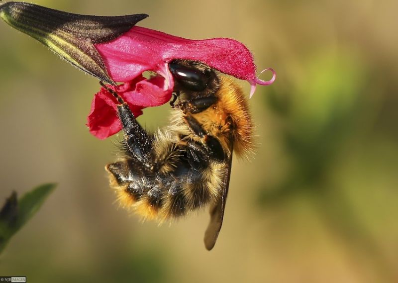 Common carder bee (Bombus pascuorum) extracting nectar from a flower.