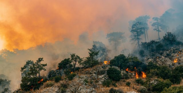 A haunting image of  patch of trees burning, amidst a backdrop of a raging wildfire and a sky engulfed in smoke.