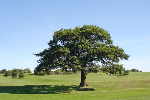 Tree in field 