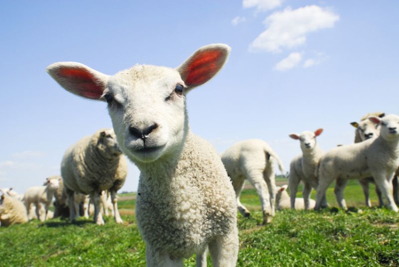 photo of lambs in field with blue sky