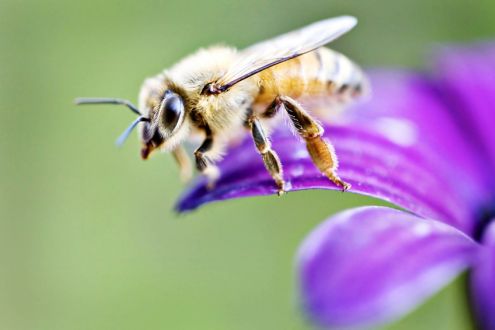 image of bee landing on flower