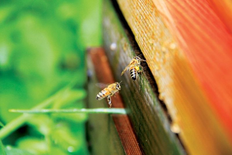 Photo of honeybees returning to hive