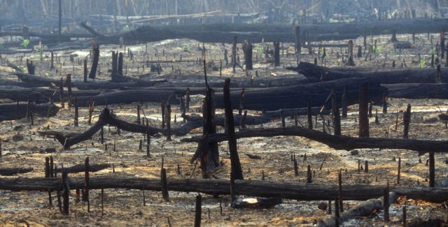 photo of burnt tree stumps, Amazon, Brazil