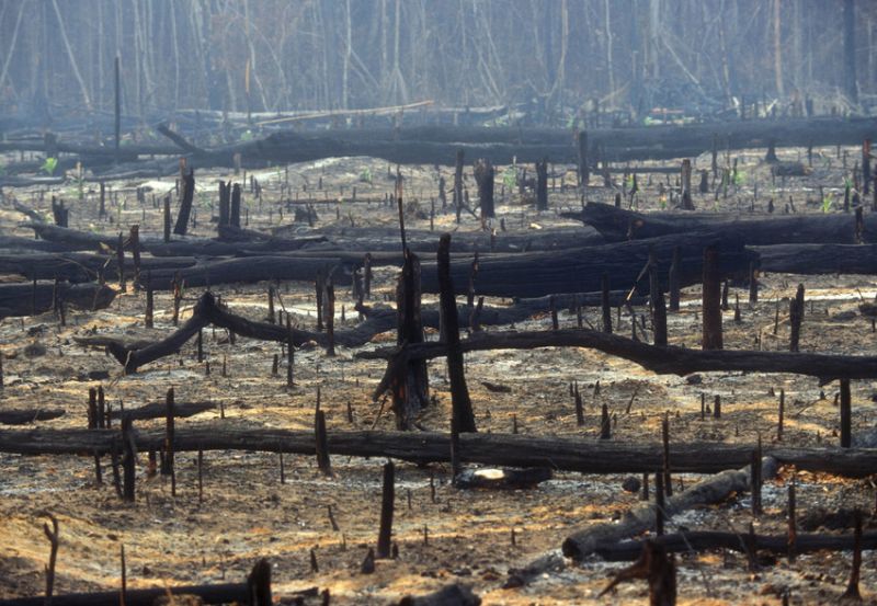 photo of burnt tree stumps, Amazon, Brazil